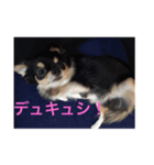 べこ君の気持ち ロングコートチワワ（個別スタンプ：7）