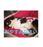 べこ君の気持ち ロングコートチワワ（個別スタンプ：8）