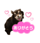 チワワ☆わんぱくソラ（個別スタンプ：1）