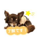 チワワ☆わんぱくソラ（個別スタンプ：4）