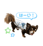 チワワ☆わんぱくソラ（個別スタンプ：5）