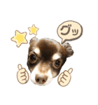 チワワ☆わんぱくソラ（個別スタンプ：6）