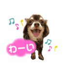 チワワ☆わんぱくソラ（個別スタンプ：10）