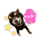 チワワ☆わんぱくソラ（個別スタンプ：11）