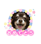 チワワ☆わんぱくソラ（個別スタンプ：12）