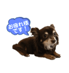 チワワ☆わんぱくソラ（個別スタンプ：13）