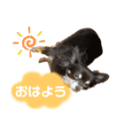 チワワ☆わんぱくソラ（個別スタンプ：14）