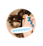 チワワ☆わんぱくソラ（個別スタンプ：15）