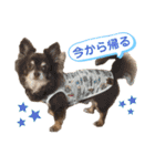 チワワ☆わんぱくソラ（個別スタンプ：16）