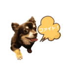 チワワ☆わんぱくソラ（個別スタンプ：17）