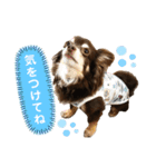 チワワ☆わんぱくソラ（個別スタンプ：18）