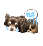 チワワ☆わんぱくソラ（個別スタンプ：19）