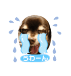 チワワ☆わんぱくソラ（個別スタンプ：20）