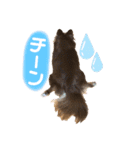 チワワ☆わんぱくソラ（個別スタンプ：21）