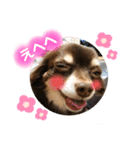 チワワ☆わんぱくソラ（個別スタンプ：24）