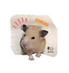 ミルク＆もちの日常スタンプ（個別スタンプ：1）