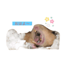 ミルク＆もちの日常スタンプ（個別スタンプ：4）
