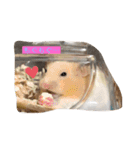 ミルク＆もちの日常スタンプ（個別スタンプ：6）