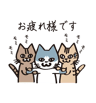 とらねこライの日常編（個別スタンプ：24）
