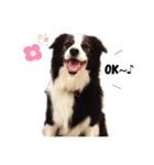 ボーダーコリー Border collie みく＆福（個別スタンプ：1）