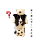 ボーダーコリー Border collie みく＆福（個別スタンプ：3）