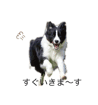 ボーダーコリー Border collie みく＆福（個別スタンプ：7）