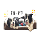 ボーダーコリー Border collie みく＆福（個別スタンプ：8）