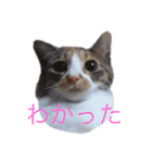 たむちゃんスタンプ（個別スタンプ：2）