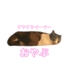 たむちゃんスタンプ（個別スタンプ：3）
