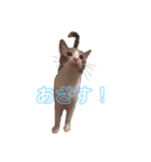 たむちゃんスタンプ（個別スタンプ：4）