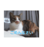 たむちゃんスタンプ（個別スタンプ：5）