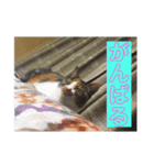 たむちゃんスタンプ（個別スタンプ：6）