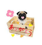 パグのpoohchan（個別スタンプ：12）
