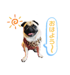 パグのpoohchan（個別スタンプ：13）