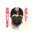 パグのpoohchan（個別スタンプ：14）