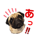パグのpoohchan（個別スタンプ：16）
