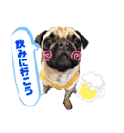 パグのpoohchan（個別スタンプ：19）