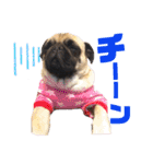 パグのpoohchan（個別スタンプ：20）