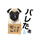 パグのpoohchan（個別スタンプ：30）
