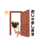 パグのpoohchan（個別スタンプ：33）