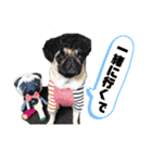パグのpoohchan（個別スタンプ：34）