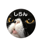 エキゾチックの博士スタンプ3（個別スタンプ：6）