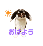 あぽもこたんスタンプ（個別スタンプ：1）