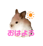 あぽもこたんスタンプ（個別スタンプ：2）