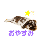 あぽもこたんスタンプ（個別スタンプ：3）