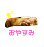 あぽもこたんスタンプ（個別スタンプ：4）