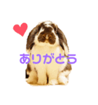 あぽもこたんスタンプ（個別スタンプ：5）