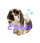 あぽもこたんスタンプ（個別スタンプ：7）