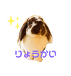 あぽもこたんスタンプ（個別スタンプ：11）
