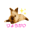 あぽもこたんスタンプ（個別スタンプ：12）